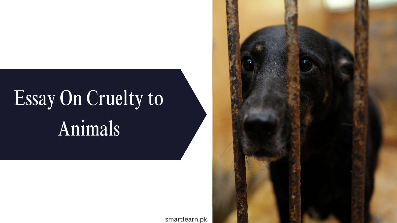 Essay on Cruelty to animals