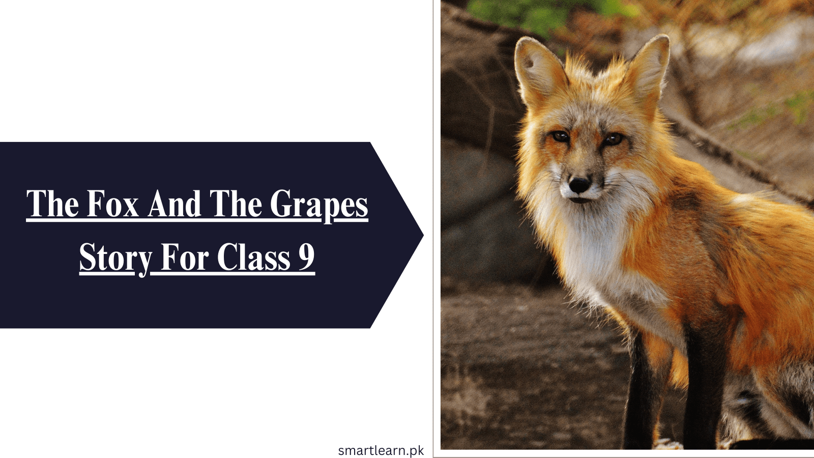 The Fox And The Grapes Story For Class 9