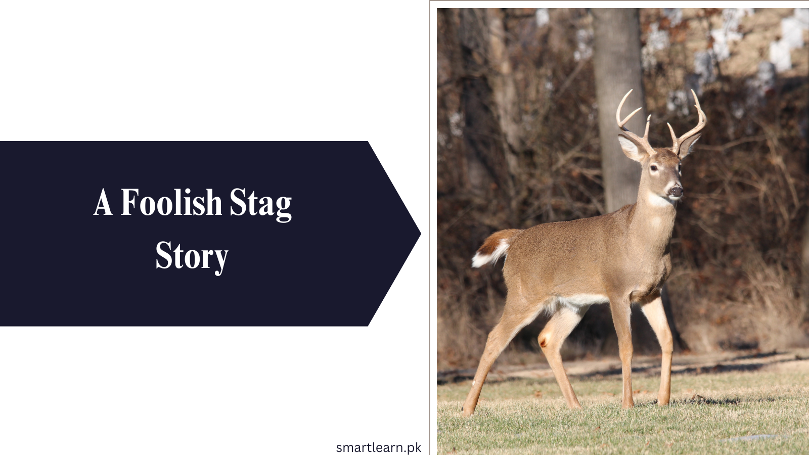 A Foolish Stag Story For Class 9